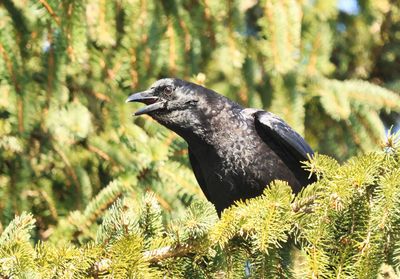 Crow