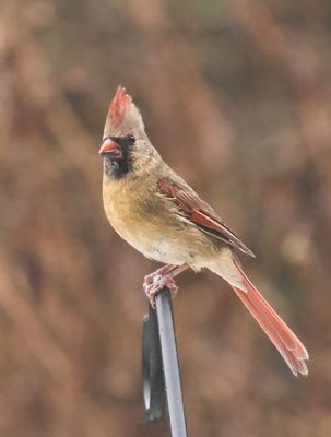Female Cardinal