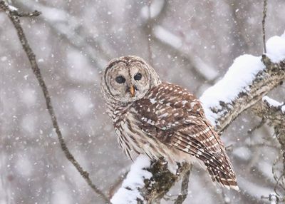 Barred Owl in the Snow