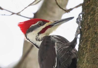 Pileated Woodpecker