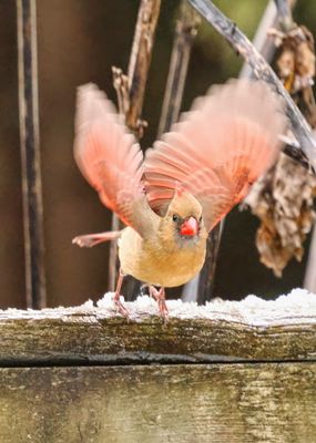 Cardinal Taking Off