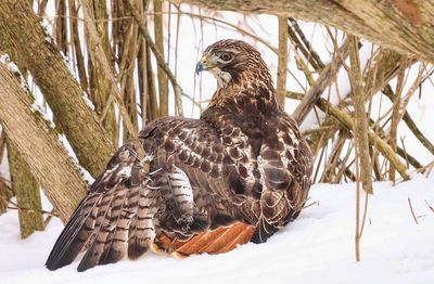 Red-tailed Hawk