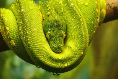 Green Tree Python  