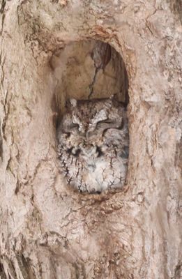 Screech Owl