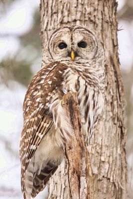 Barred Owl and Tree