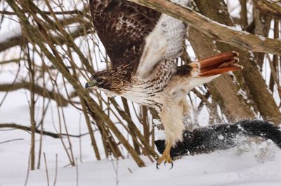 Redtail Takeoff