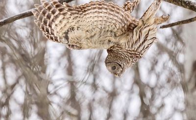 Diving Owl
