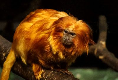 Golden Lion Tamarin 