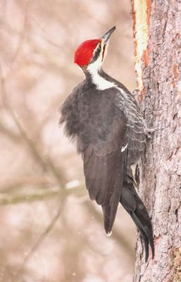 Pileated Woodpecker 2
