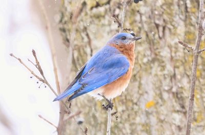 Bluebird