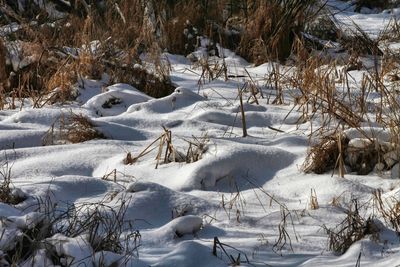 Snowscape