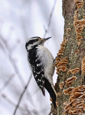 Downy Woodpecker 2