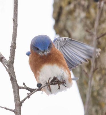 Bluebird Landing