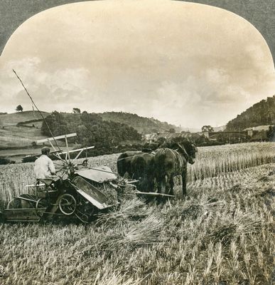 Harvesting Wheat 