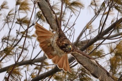 Diving Hawk