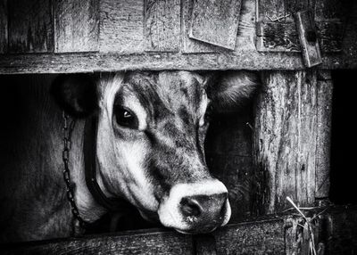 Cow 