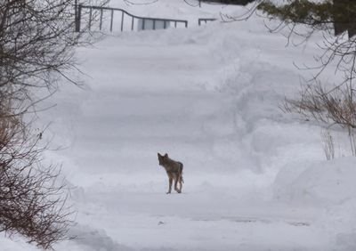Coyote  