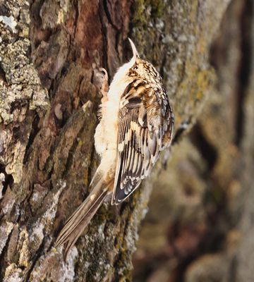 Brown Creeper