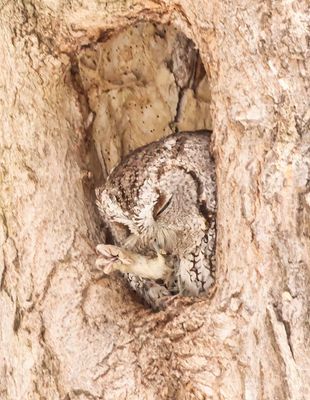 Grooming Owl