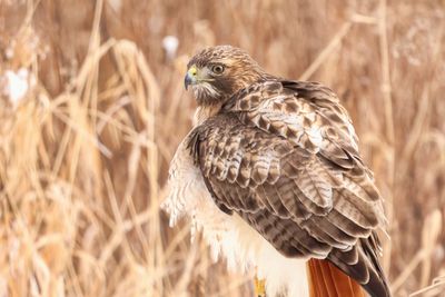 Red-tailed Hawk 2