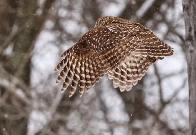 Owl in Flight