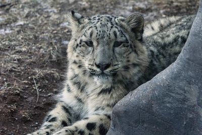 Snow Leopard 