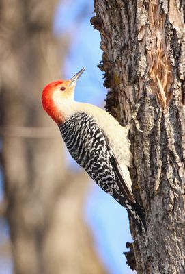 Red-bellied Woodpecker