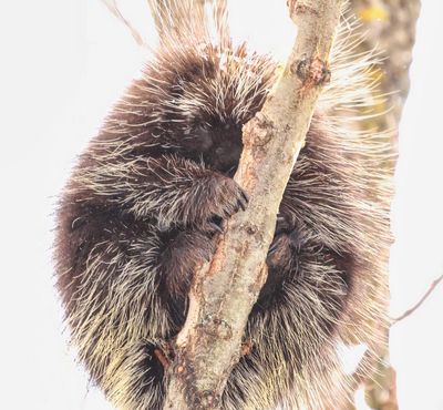Porcupine 2  