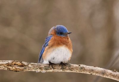 Bluebird 2