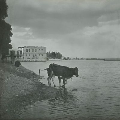 Banks of the Nile  