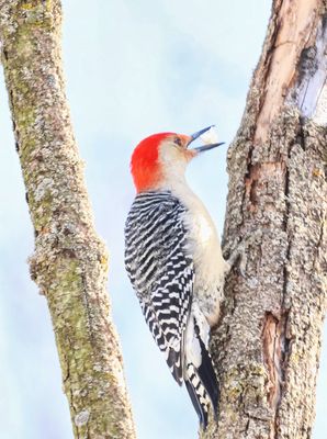 Red-bellied Woodpecker 2