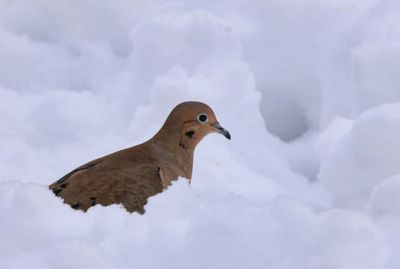 Dove in the Snow