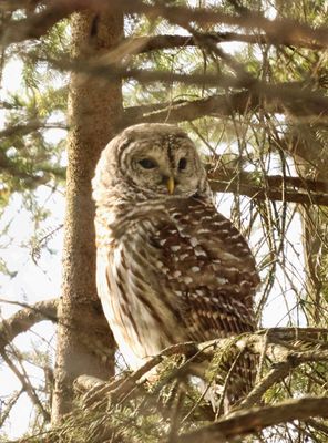 Barred Owl 6