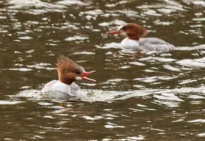 Female Merganser