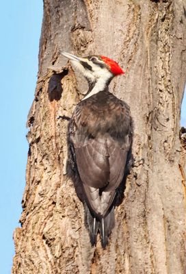 Female Pileated