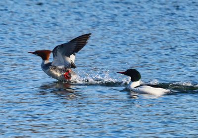 Mergansers