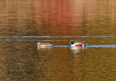 Northern Shovelers
