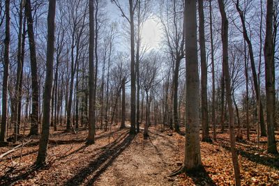 Victoria Woods 