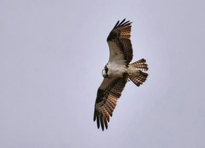 Osprey