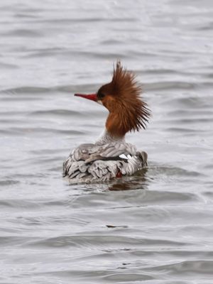 Punk Merganser