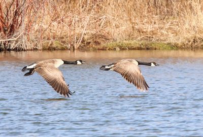 Synchronized Geese