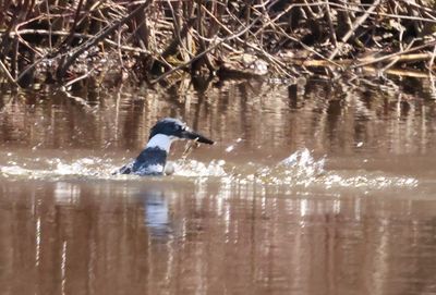 Kingfisher