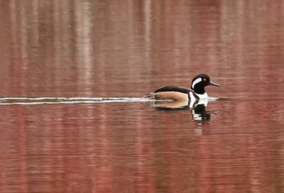 Hooded Merganser