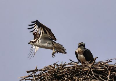 Osprey Leaving the Nest