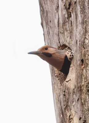 Flicker