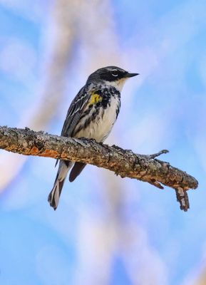 Yellow-rumped Warbler 