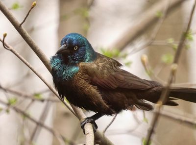 Grackle  