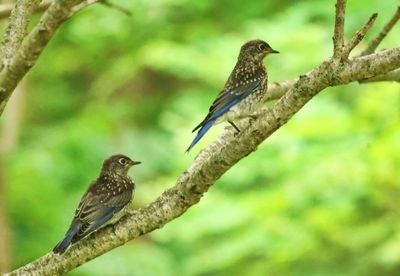 birds