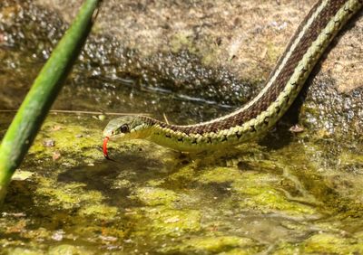 Insects, Reptiles and Fish etc