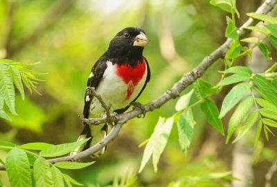 Rose-breasted Grosbeak  